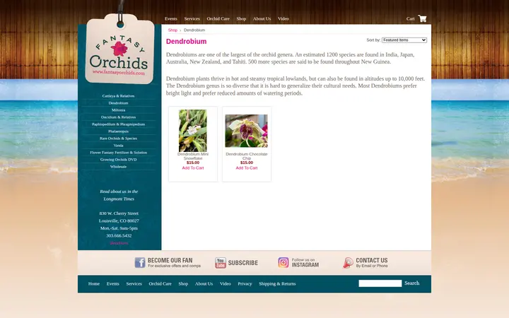 /categories/Dendrobium — Fantasy Orchids Inc.