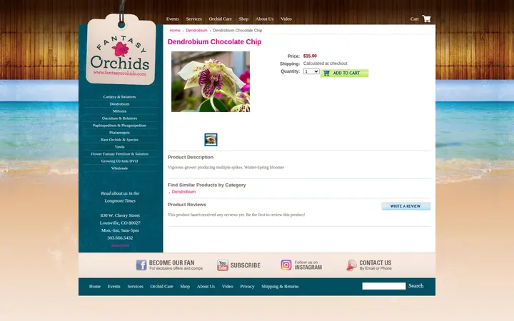 /dendrobium-chocolate-chip — Fantasy Orchids Inc.