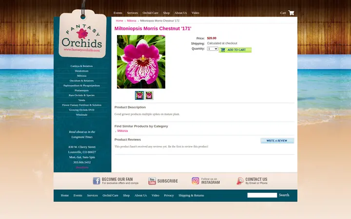/miltoniopsis-morris-chestnut-171 — Fantasy Orchids Inc.