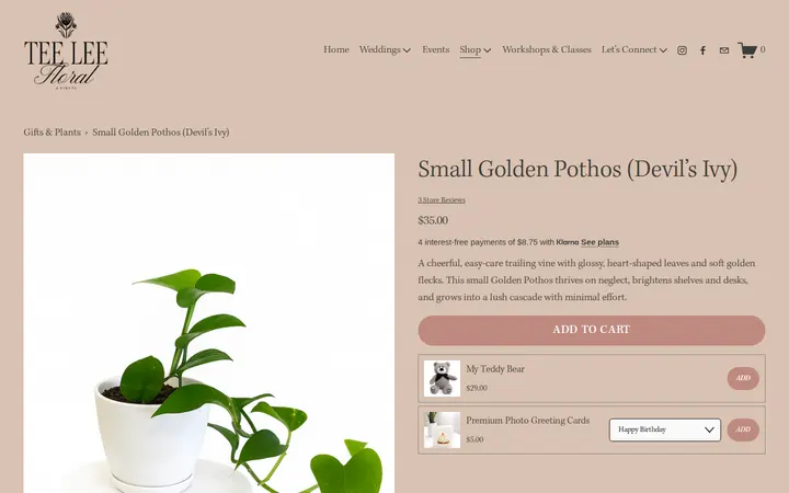 /gifts-plants/p/mini-golden-pothos-devils-ivy-denver — TeeLee Floral and Events
