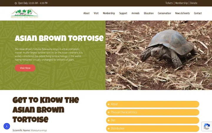 /asian-brown-tortoise — Honolulu Zoo Gift Shop