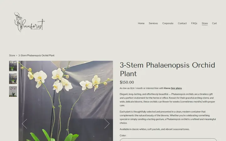 /store/p/3-stem-phalaenopsis-orchid-plant — Rainforest Florals at Young St.